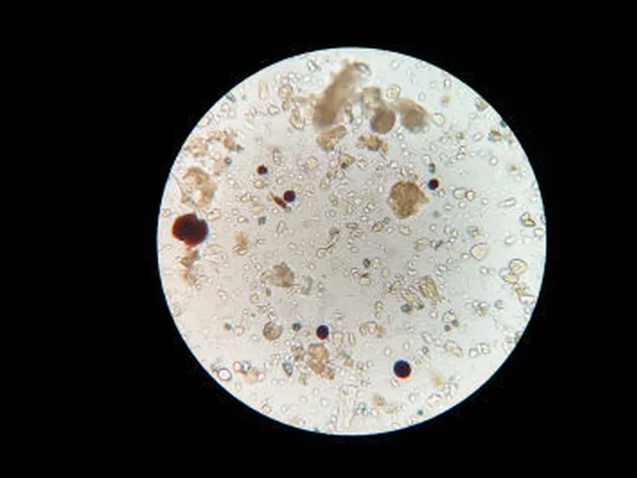 Microscopio Digital